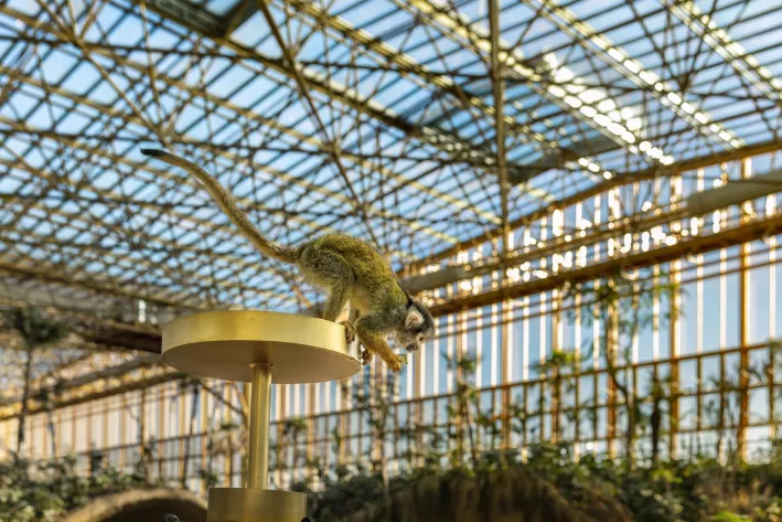 AGC-Edenya-PairaDaiza